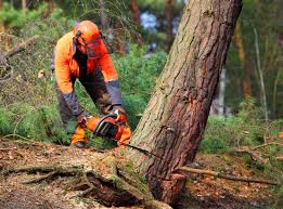 How Our Tree Care Process Works  in Georgetown, TX